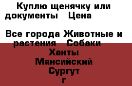 Куплю щенячку или документы › Цена ­ 3 000 - Все города Животные и растения » Собаки   . Ханты-Мансийский,Сургут г.
